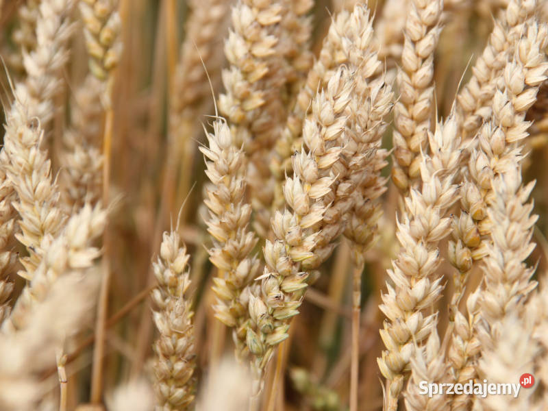Pszenica ozima Kariatyda jakościowa A Vibrance Kępno