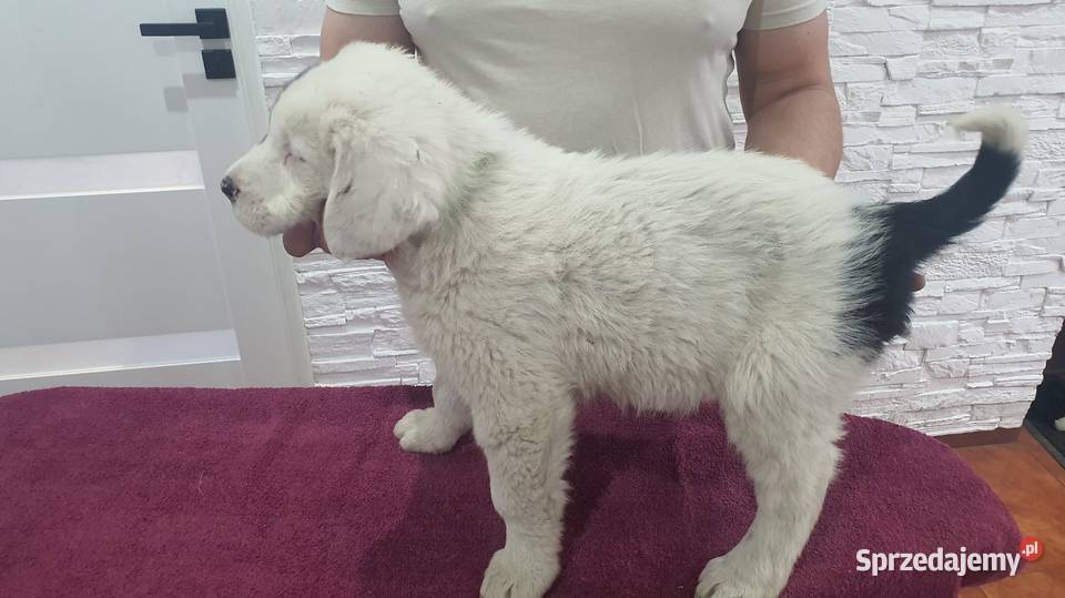 Owczarek Środkowoazjatycki Zwierzęta Daszyna