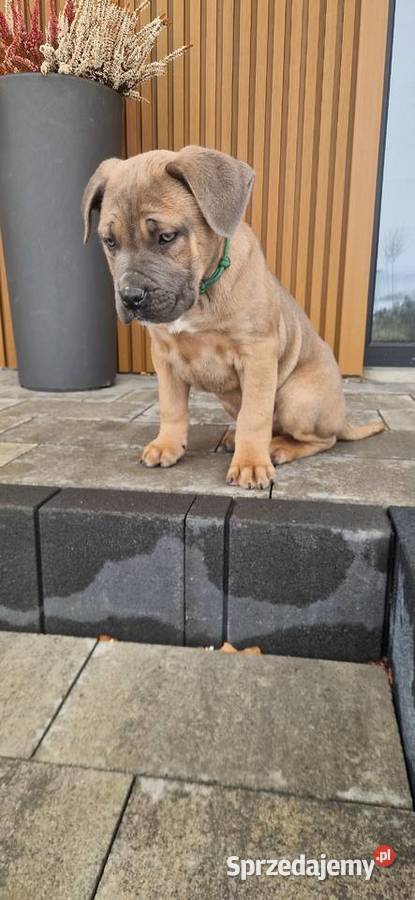 Cane Corso rodowodowe Bychawa