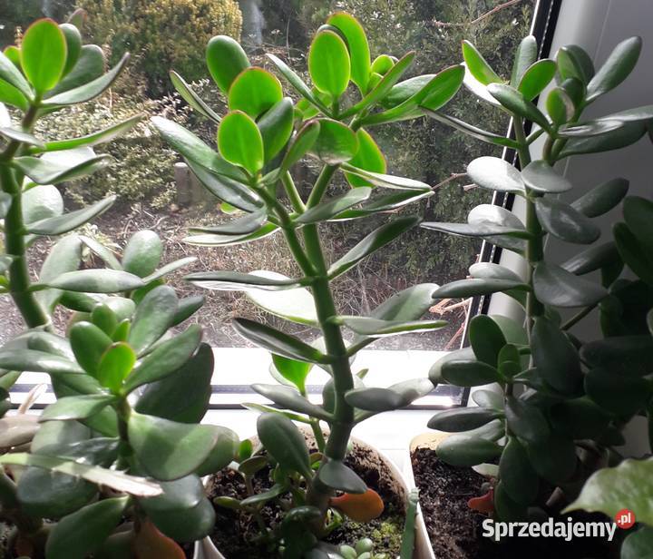 Kwiat doniczkowy grubosz drzewko szczęścia Skoczów