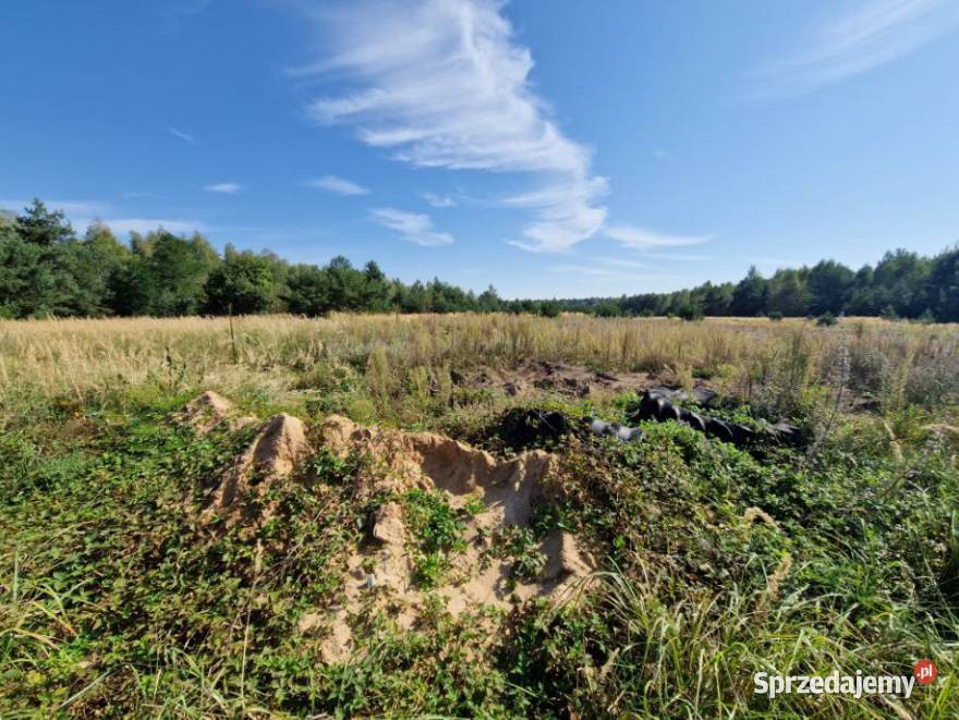 Syndyk sprzeda nieruchomość gruntową Syndyk sprzeda Kuny