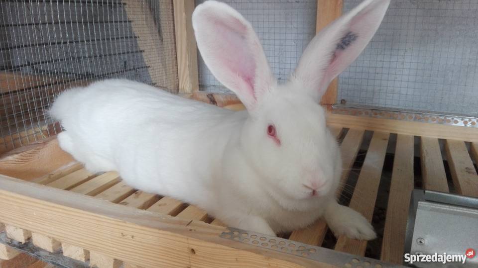 Roczna samica termondzki biały śląskie Boruszowice sprzedam