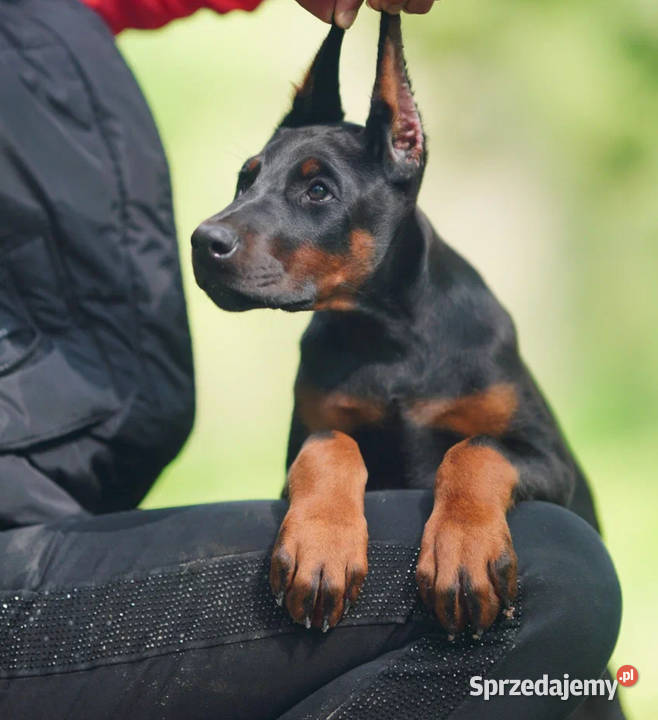 Szczenięta dobermana utytułowanych rodzicach mazowieckie Warszawa