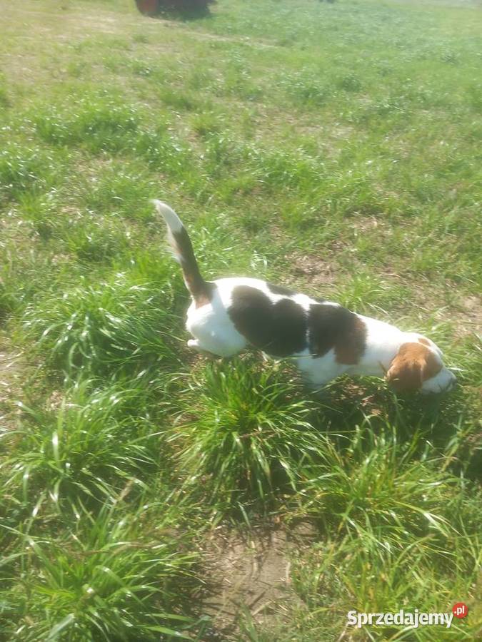 Beagle Ticolor pies ma dwa lata Beagle Błaszki