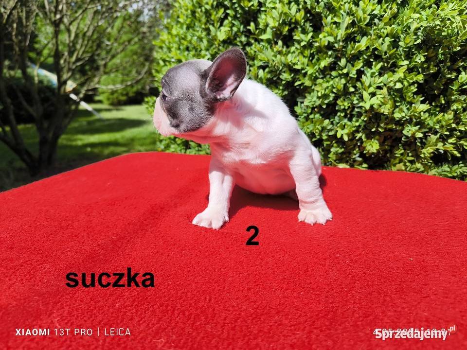 Piękne szczenięta Buldogi francuskie Buldożki sprzedam
