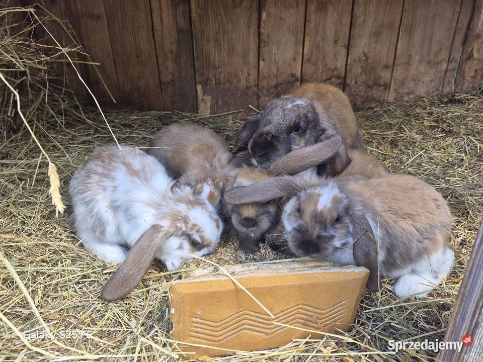 Baran francuski Madagaskar Dylągowa sprzedam