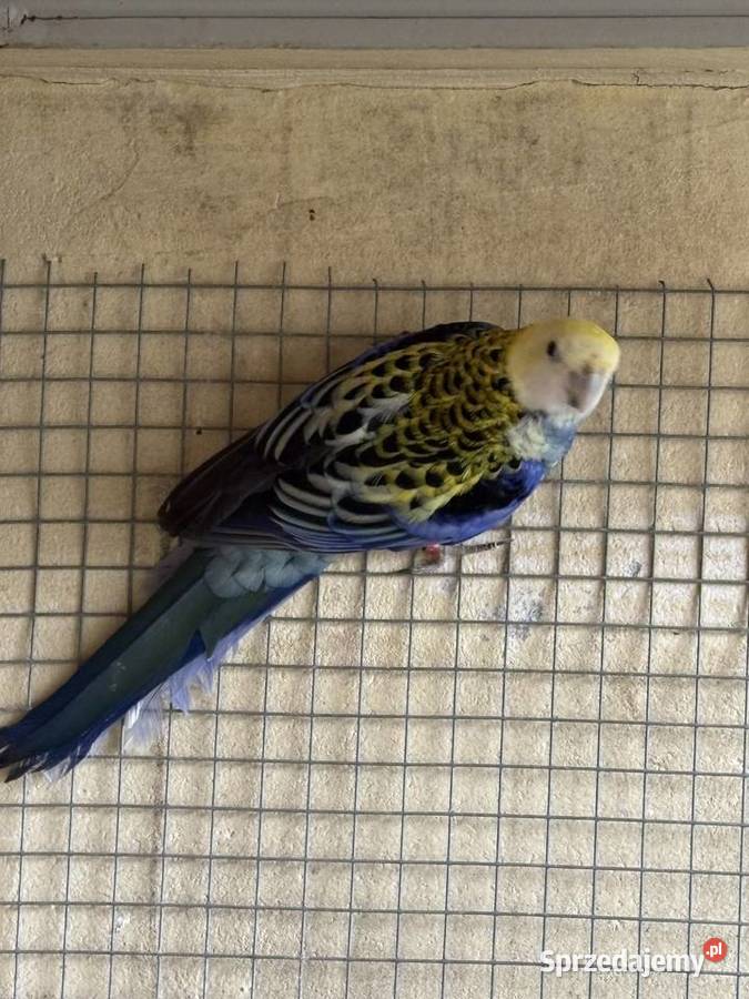 Rozella bladogłowa samiec Ostrów Wielkopolski sprzedam