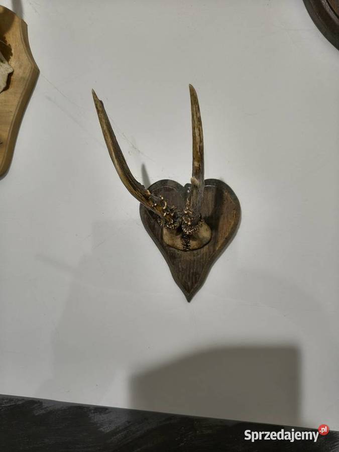 Rogi poroża ozdobne Jarocin