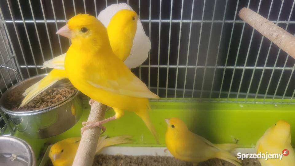 Biale i zolte kanarki Wieliczka