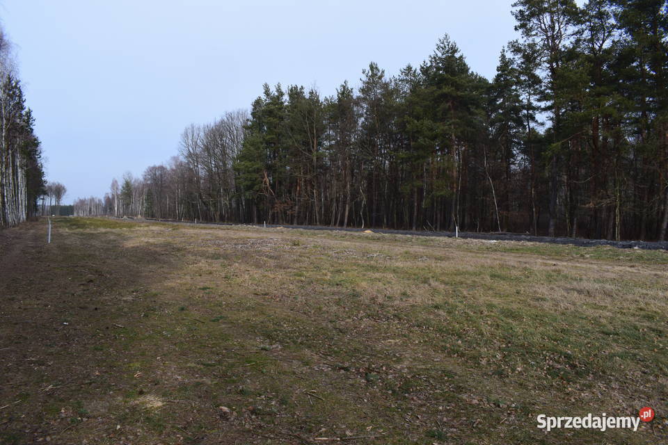 Działki 10a w otoczeniu lasu Widełka Głogów Małopolski