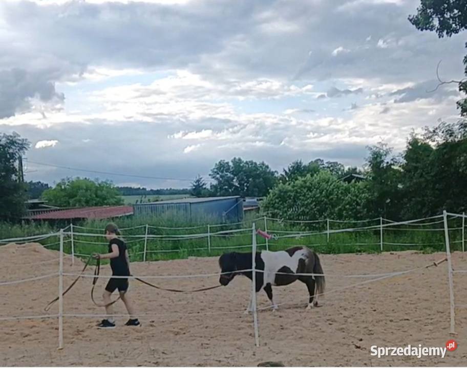 Kucynka Grzybno sprzedam