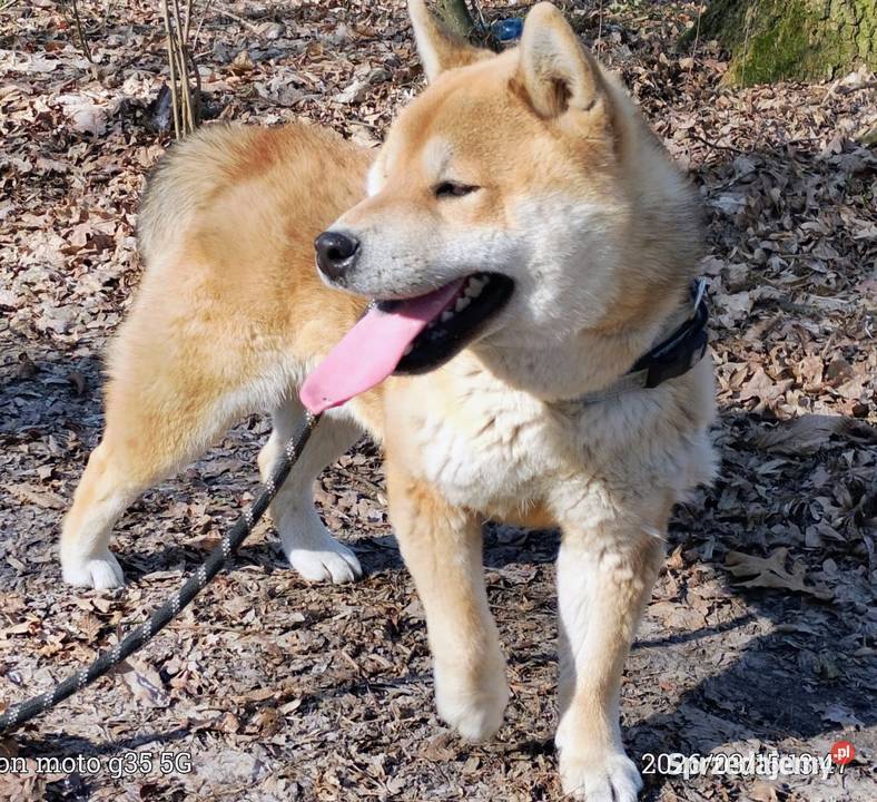 Roczny czerwony samczyk Shiba Inu