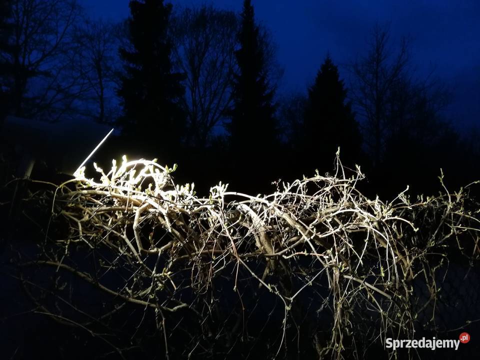 REFLEKTOR PODŚWIETLENIE10 Szczerki