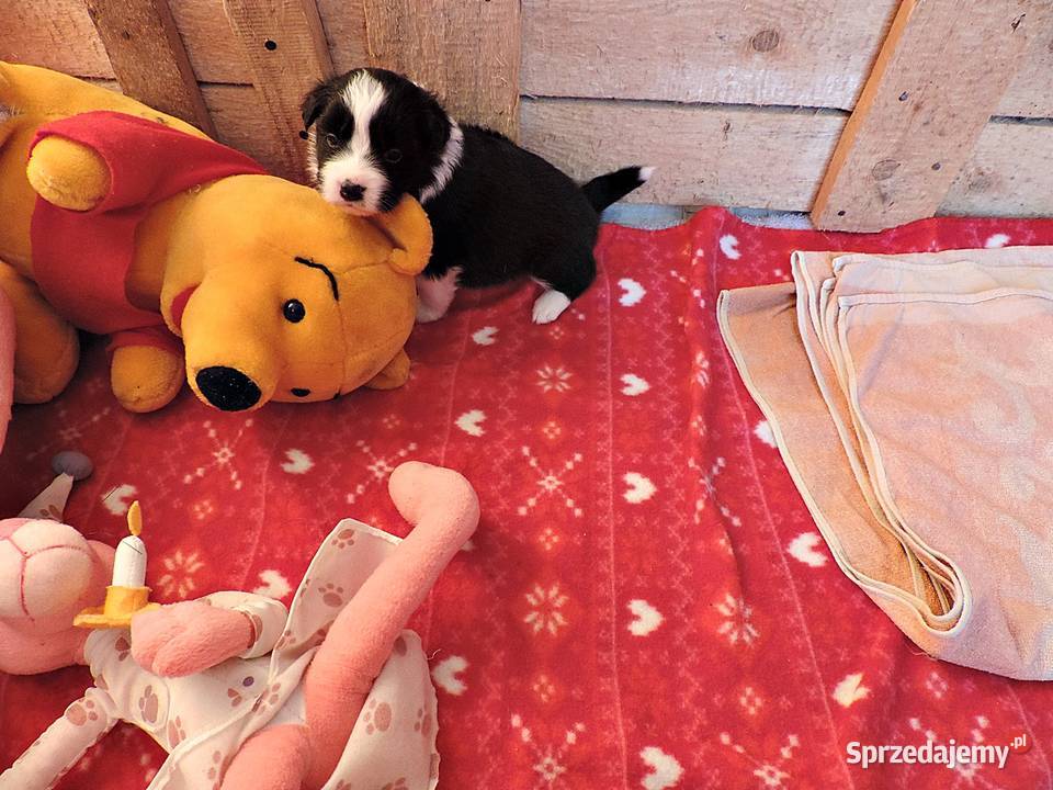 Border collie piękne mądre pieski i suczki Kołobrzeg