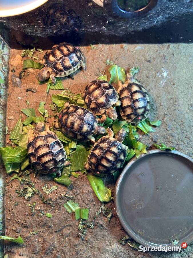 Żółw obrzeżony testudo marginata żółw lądowy Jelenia Góra