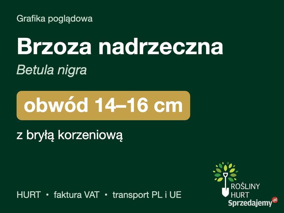 Brzoza nadrzeczna Betula nigra obwód 1416 z wielkopolskie