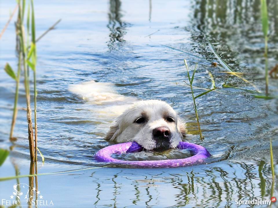 Zapowiedz miotu golden retriever ZKwP sprzedam