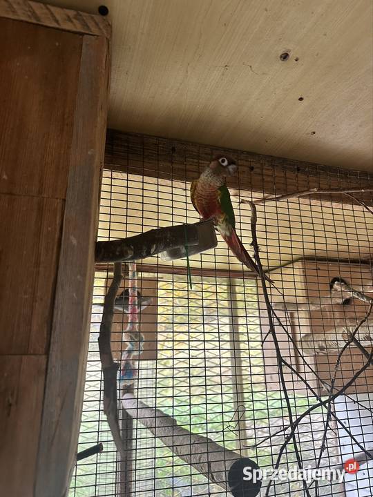 sprzedam parę rudo stare ak sam jest ręcznie Zasań