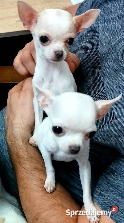 Chihuahua suczka Czechowice-Dziedzice