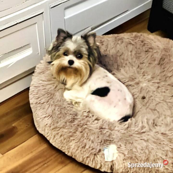 York Mikołaj z Bajki taki do Kochania Opole