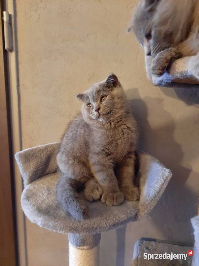 Kot brytyjski kot szkocki fold Płock