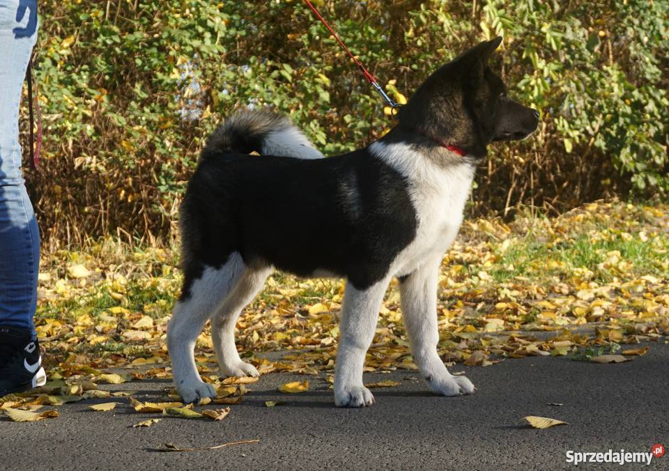 Akita Amerykańska sunie rodowodowe ZKwP FCI Strzałkowo