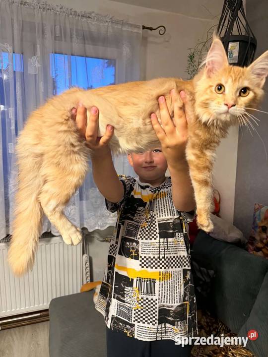 Gandalf cudowny Maine Coon pomorskie Starogard Gdański