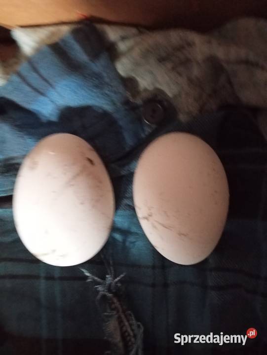 Jajka lęgowe gęsie Nysa sprzedam