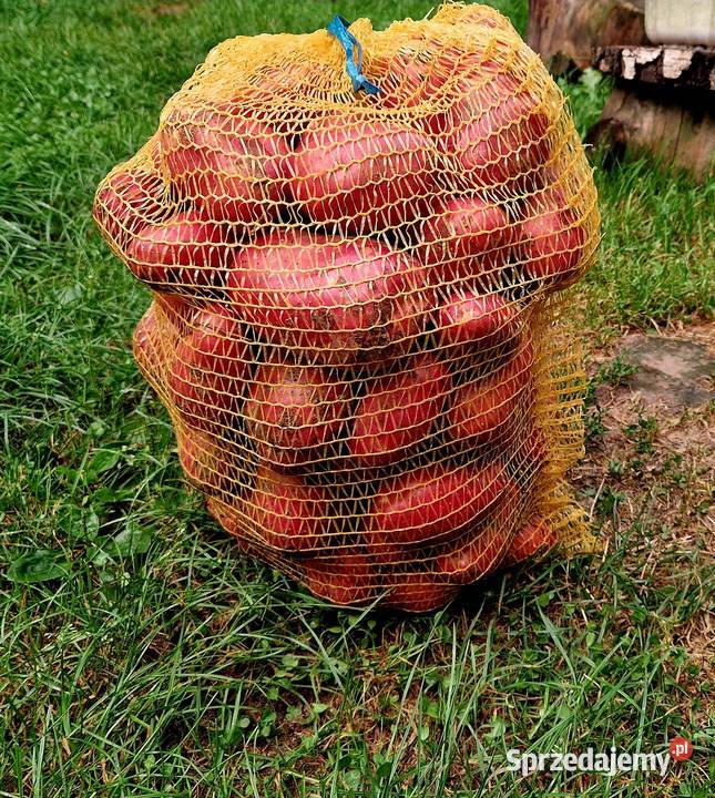 Ziemniaki Esmee baltic rose najlepsze odmiany