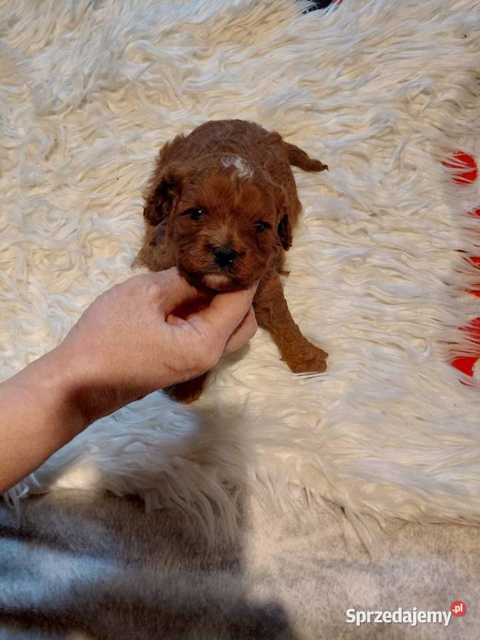 Cavapoo suczka red do razerwacji Wyszków