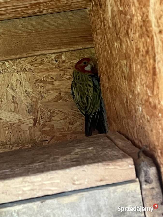 Rozelle białolice para lęgowa młody rozelle Chomentów-Puszcz