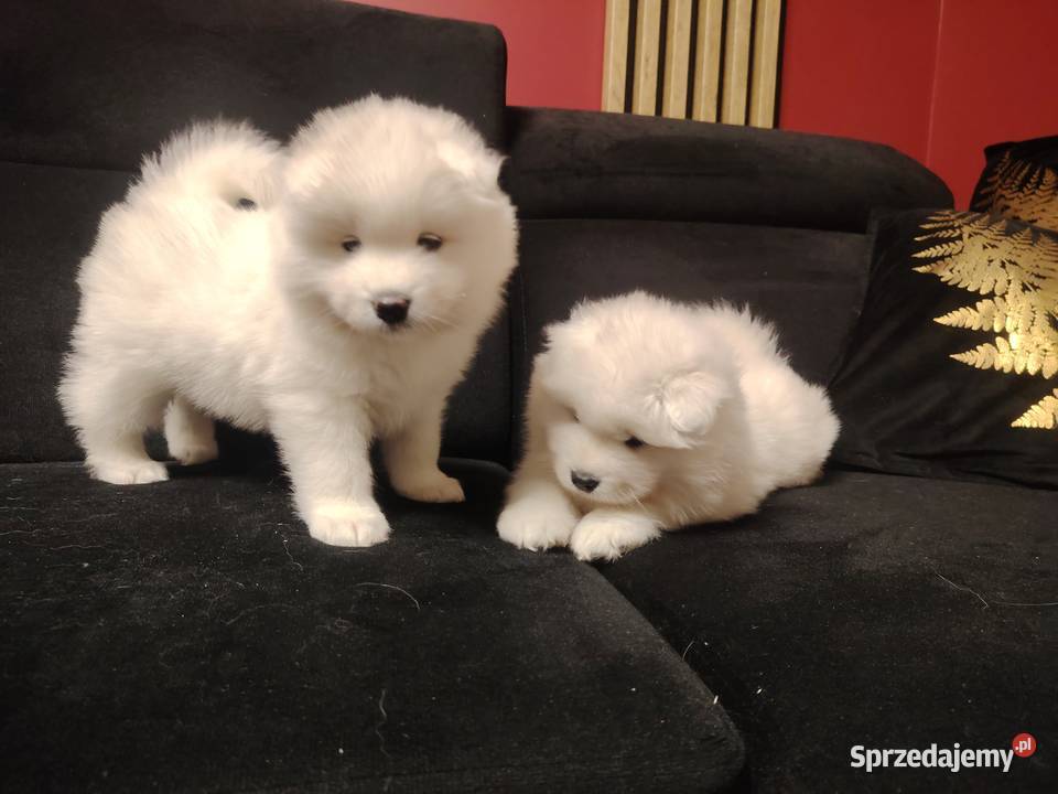 Samojed Samoyed suczka Nowa Wieś