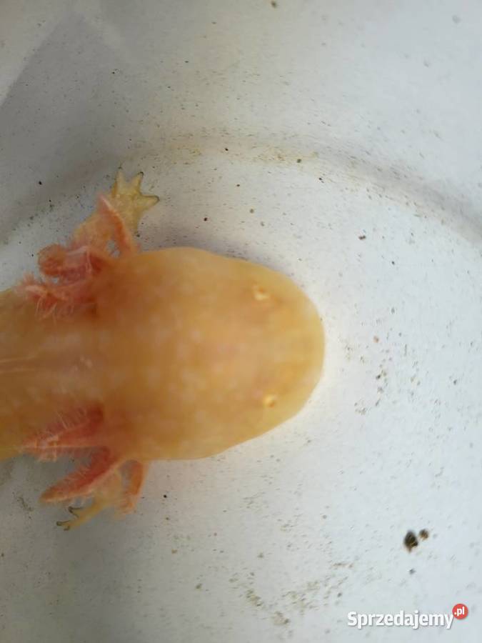 Sprzedamzamienię Axolotla podkarpackie Stalowa Wola sprzedam