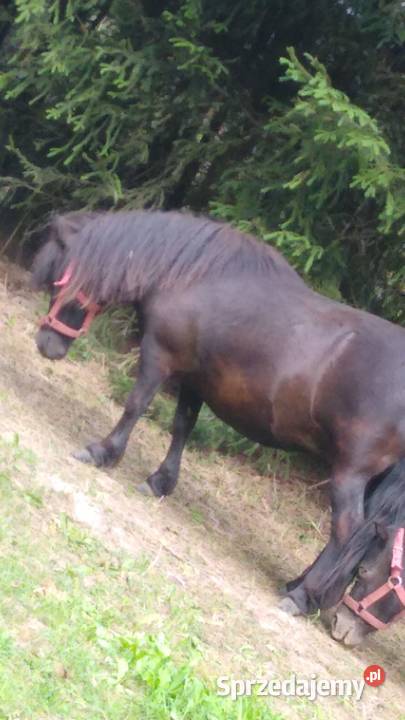 Sprzedam Klacz Kucyka