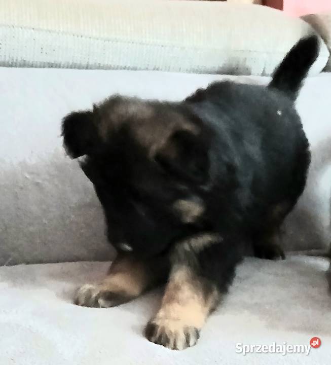 Sprzedam szczeniaki rasy owczarek niemiecki Busko-Zdrój sprzedam