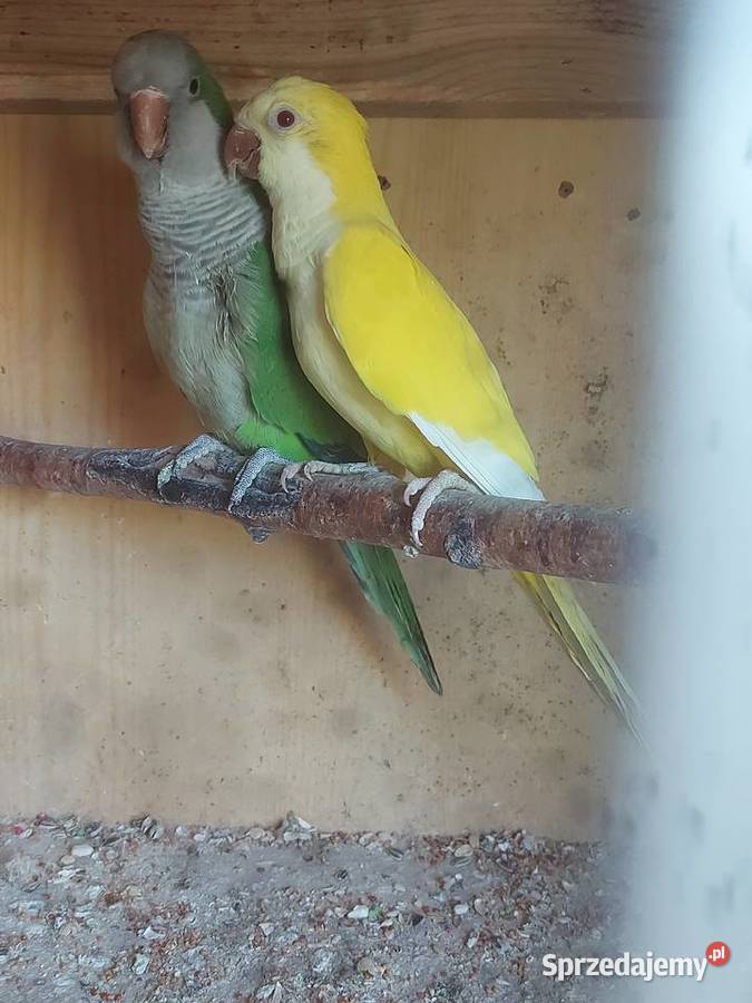 Mnichy nizinneklatka Ryki