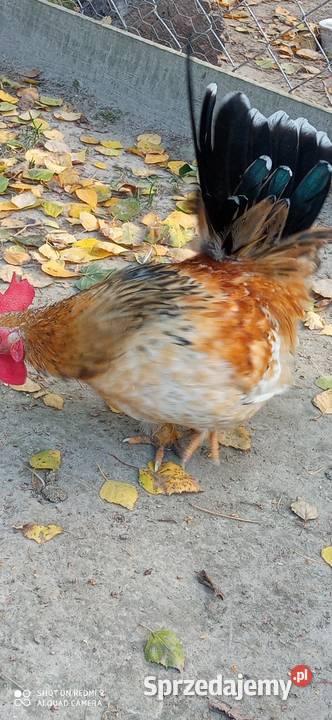 Do sprzedania kogutki miniaturki Tarzymiechy Trzecie