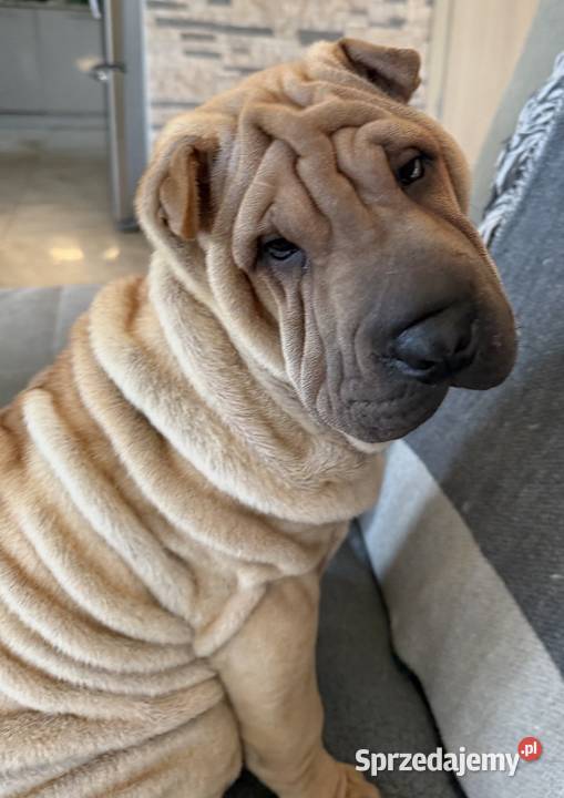 Szczenięta rasy shar pei Rębiechowo