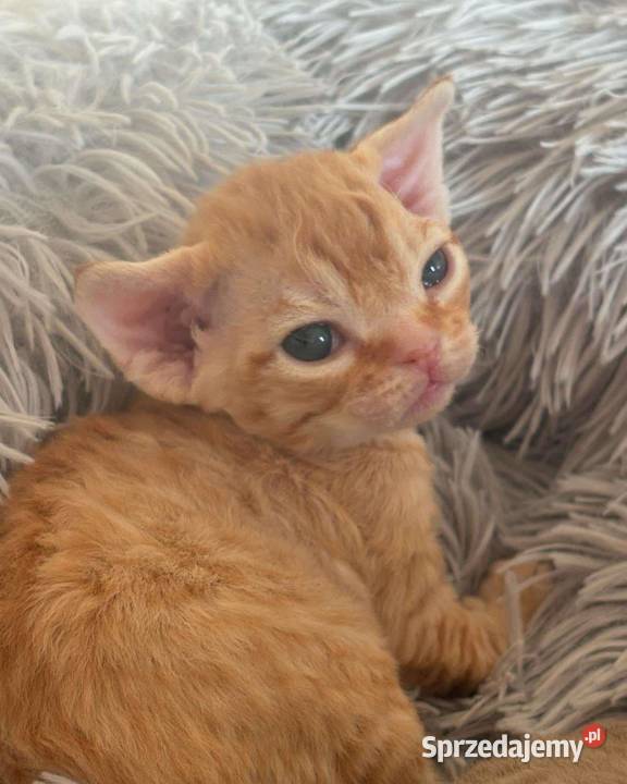 kocurek Devon Rex Rudy Devon Rex Wrocław sprzedam