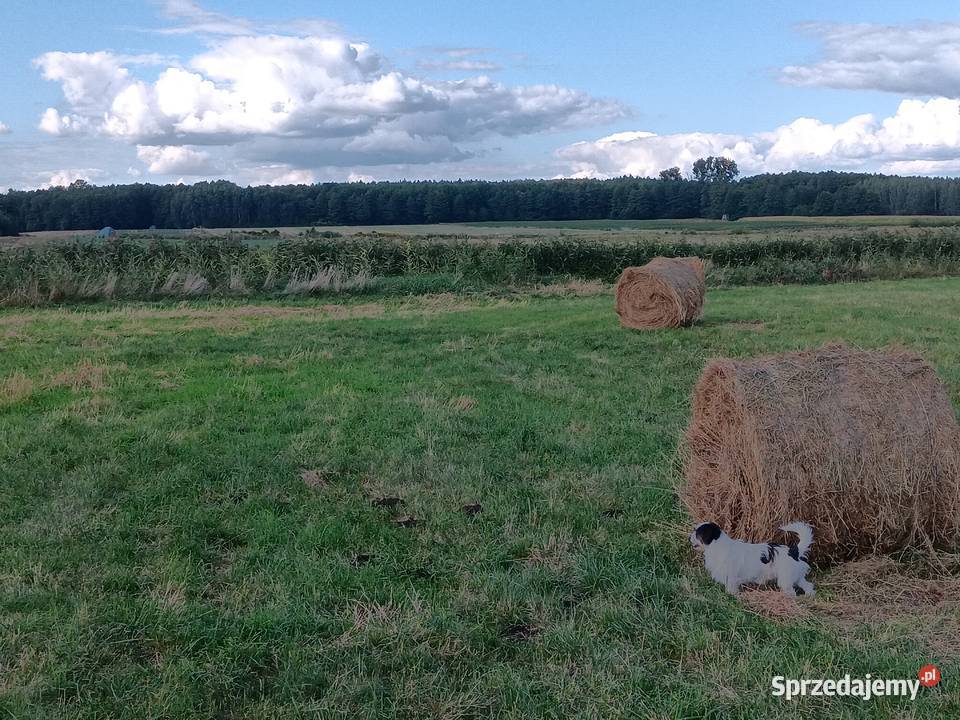 siano bele w stodole alpak kóz owiec królików Chylin