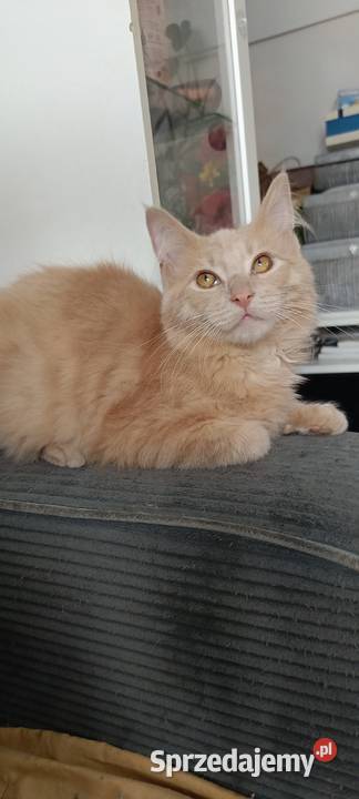 Gryzek Maine Coon Starogard Gdański