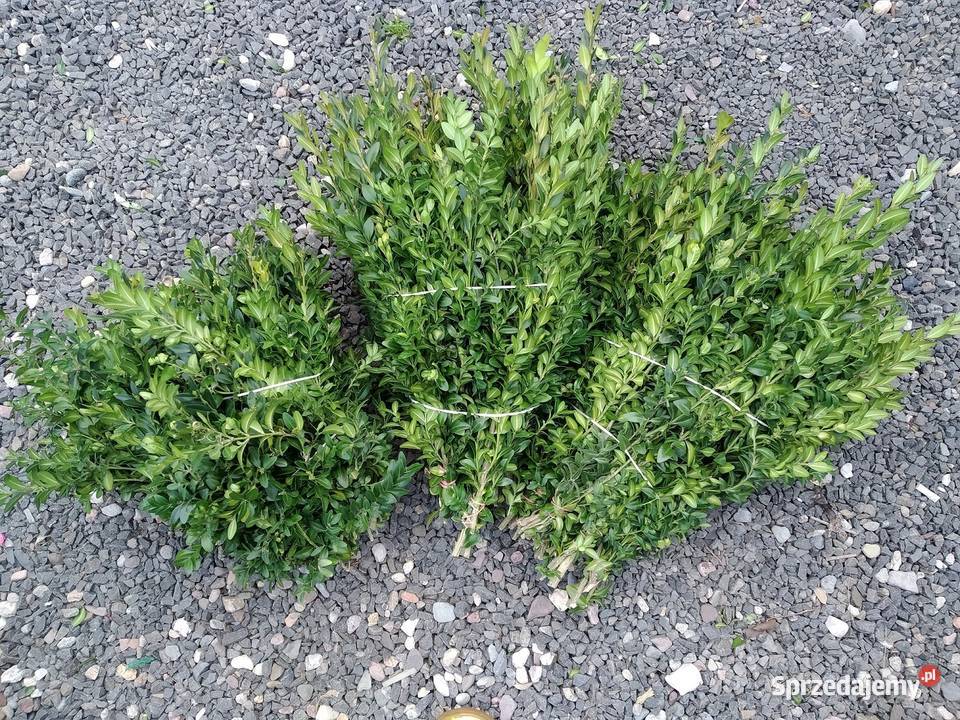 Bukszpan cięty świeży zdrowy wiązki pęczki Kraków