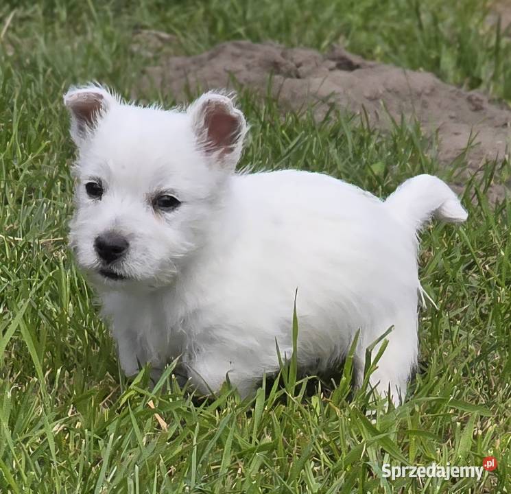 West highland white terrier westi zkwp FCI Piątkowisko