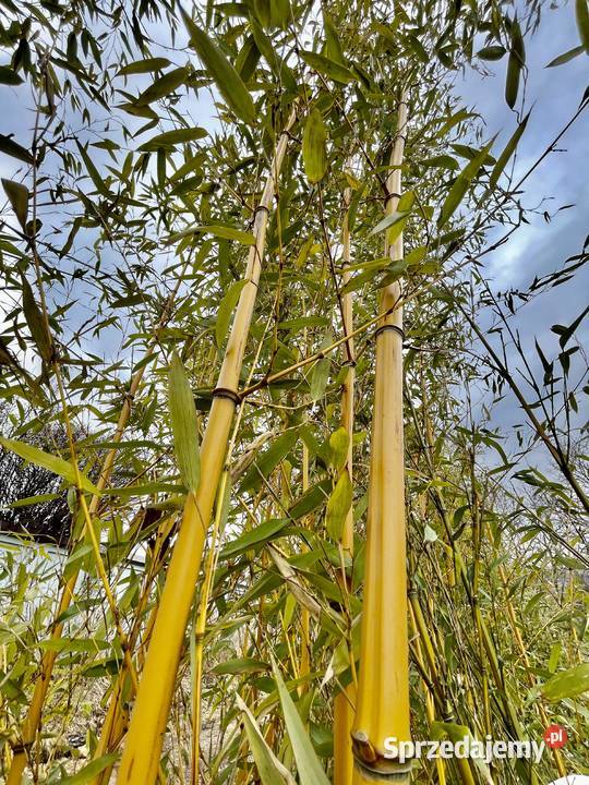Bambus Phyllostachys Aureosulcata f Aureocaulis Szczyglice sprzedam