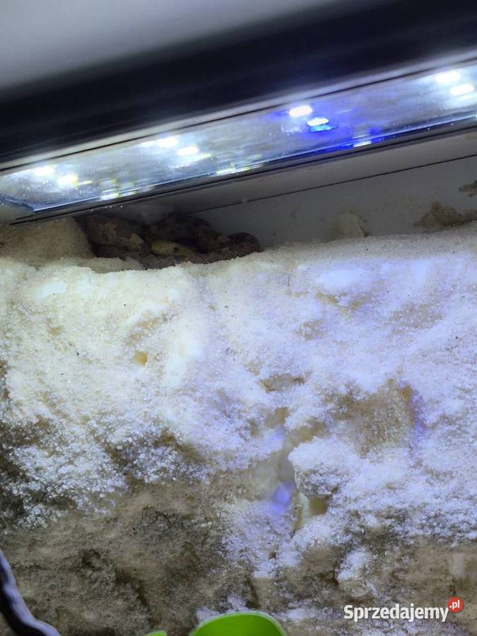 Wąż smugowy terrarium 100x40x40 myszy Bielsko-Biała