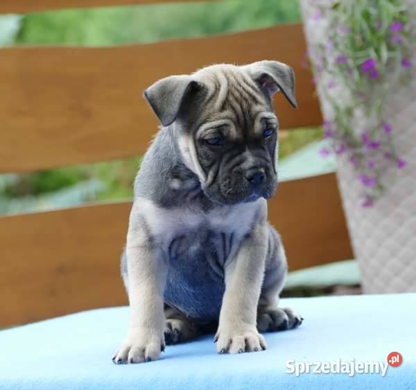 Ca de bou Dog z Majorki Słupia sprzedam