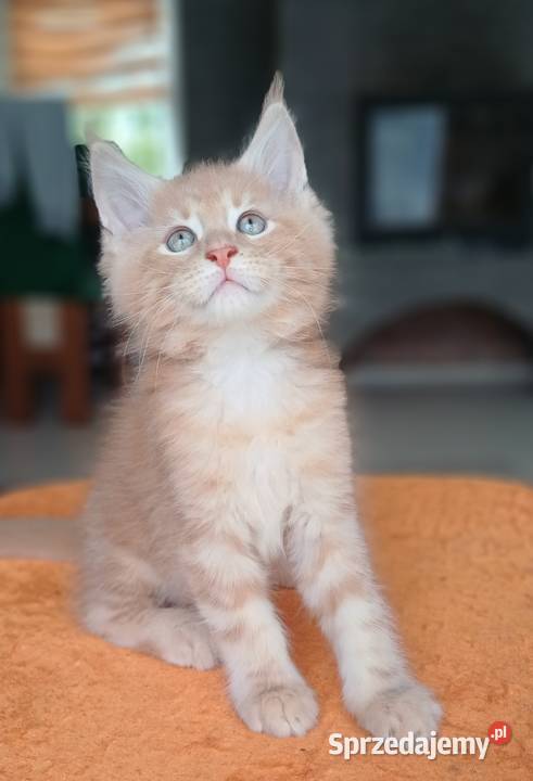 Maine Coon kocurek ds25 rodowód FPL Olkusz
