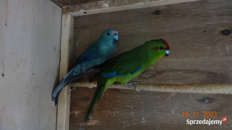 Papugi Kozie Modrolotki Falęcin