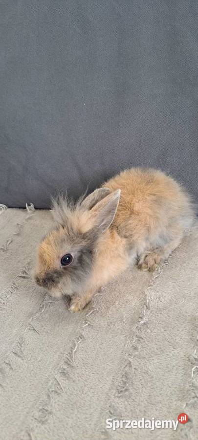 Króliki Miniaturki małopolskie