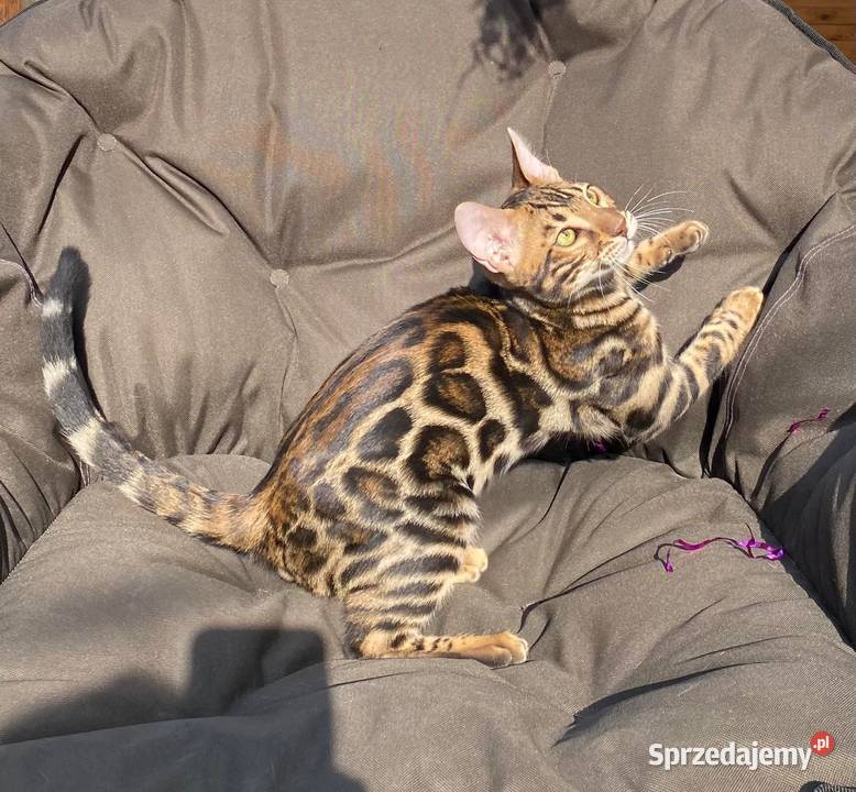 Kocurek Bengalski w opcji Hodowlanej Rodowód Dzierżoniów